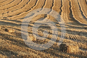 Reaped wheat fields in Antequera, Malaga. Spain