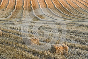 Reaped wheat fields in Antequera, Malaga. Spain