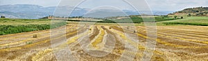 Reaped wheat fields in La Noguera