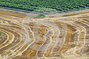 Reaped wheat fields in La Noguera