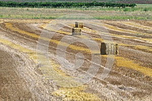 Reaped wheat fields in La Noguera