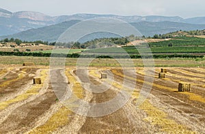 Reaped wheat fields in La Noguera