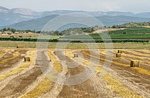 Reaped wheat fields in La Noguera photo