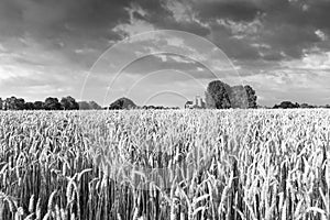 Reaping white near the Hostoric Town Veere. With view on the bi photo