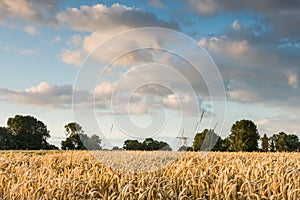 Reaping white near the Hostoric Town Veere. With view on the bi photo