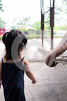 Rear back view of Asian girl feeding fruit food to the animal.  The large elephant trunk was beside the little kid.