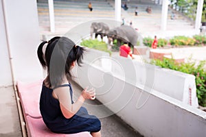 Rear back view girl sit on amphitheater waiting to watch the elephant show. Child look at talents of the four-legged animals.
