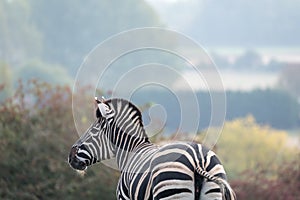 Rear of black and white striped zebra, photographed at Port Lympne Safari Park, Ashford, Kent UK.