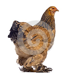 Rear of Brahma chicken