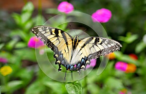 Rear closeup of an Eastern tiger swallowtail butterfly garden flowers blurred background