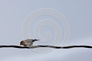 Rear of an Eastern bluebird standing on the black wire with blue sky background