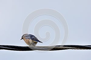 Rear of an Eastern bluebird standing on the black wire with blue sky background