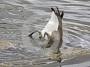 Rear end of a Canada Goose duck water pond