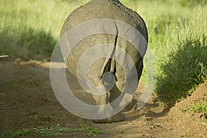 Rear end of endangered White Rhino as he walks away at the Lewa Wildlife Conservancy, North Kenya, Africa