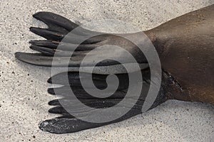 Rear flippers of a Galapagos Sea Lion