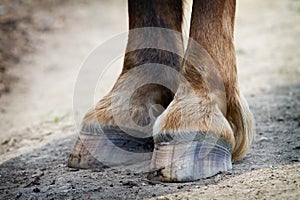 Rear hooves horse