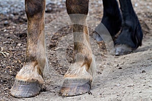 Rear hooves horse