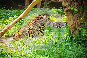 Rear of Leopard drinking water at a waterhole in the forest. Leo