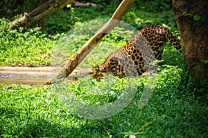 Rear of Leopard drinking water at a waterhole in the forest. Leo