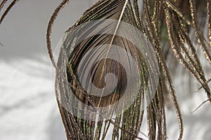 Rear side detail from peacock feather