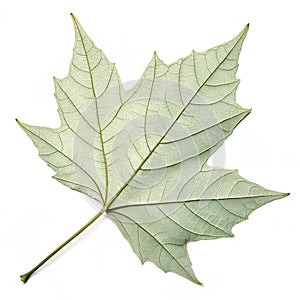 Rear side of plane tree leaf isolated on white background