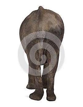 Rear view of an African elephant