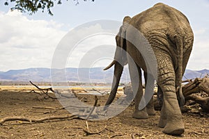 Rear view of an African Elephant bull