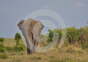 Rear view of african elephant walking away in the wild and showing its behind in masai mara, kenya