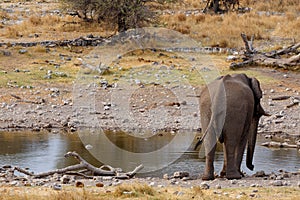 Rear view african elephants in Etosha