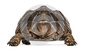 Rear view of an African Spurred Tortoise standing