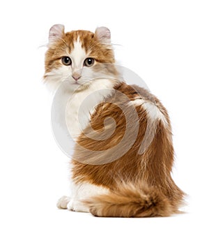 Rear view of an American Curl kitten, 3 months old, sitting and