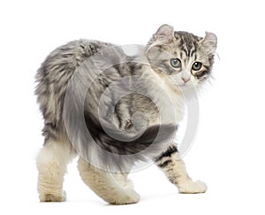 Rear view of an American Curl kitten, 3 weeks old, looking at th