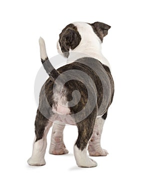 Rear view of an American Staffordshire Terrier
