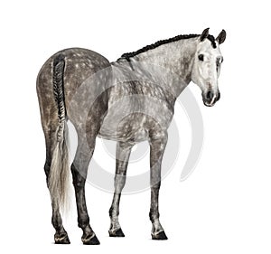 Rear view of an Andalusian, 7 years old, looking back, also known as the Pure Spanish Horse or PRE