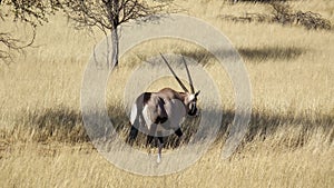 Rear view of an antelope in the yellowing field