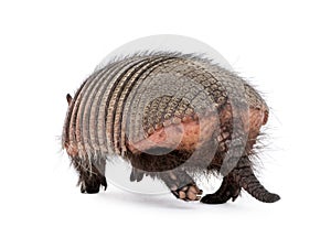 Rear view of Armadillo against white background photo