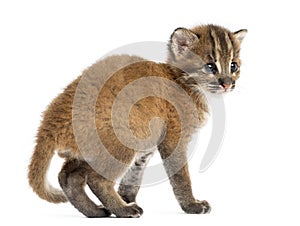 Rear view of an Asian golden cat, Pardofelis temminckii, 4 weeks old