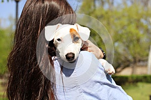 Rear view of attractive young woman hugging cute jack russell terrier puppy in park, green lawn, foliage background. Hipster femal