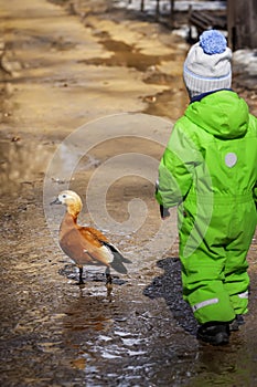 Rear view of baby in green overalls running and playing in spring city park with wild duck