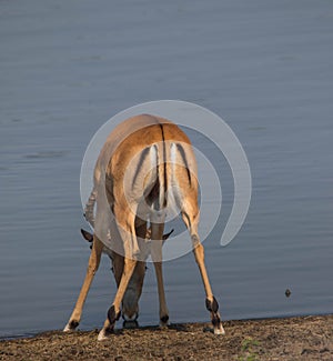 Impala ram drinking water
