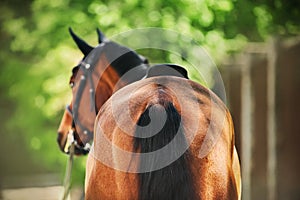 A rear view of a bay horse with a dark tail, which on a summer day stands near the stable and the green foliage of the trees.