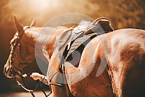 A rear view of a bay horse, led by a horse breeder, illuminated by sunlight on an autumn day. Equestrian sports photo