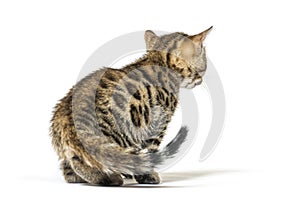 Rear view of a bengal cat kitten looking backwards