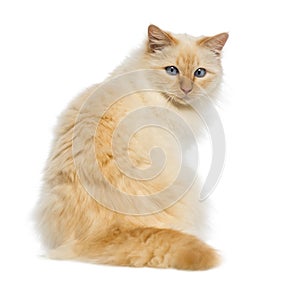 Rear view of a Birman sitting and looking back