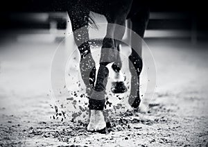 A rear view of a black horse with red bandages on its legs, which gallops around the arena, stepping with its hooves on the sand.