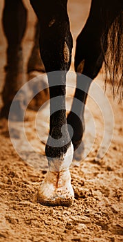 A rear view of the black legs of a horse with a long tail, which steps with hooves on a sandy arena. Photo of a horse