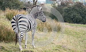 Rear view of black and white striped zebra photographed at Port Lympne Safari Park, Ashford, Kent UK