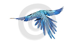 rear view of a blue-and-yellow macaw, Ara ararauna, flying