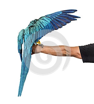Rear view of a blue-and-yellow macaw, Ara ararauna, flying