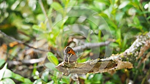 Rear view of a butterfly with wings gathered on a trunk, camarasa, lerida, spain, europe